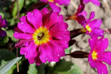 güzel renkli Petunya çiçek