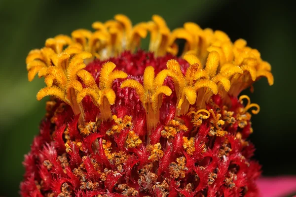 Stamens ve pistils kapat — Stok fotoğraf