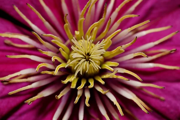 Clematis flower close-up — Stock Photo, Image