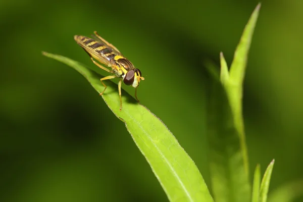 Μέλισσα-fly close-up σε ένα φύλλο. — Φωτογραφία Αρχείου