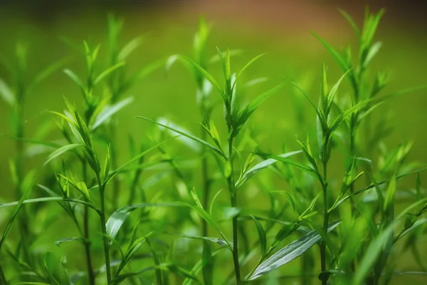 Bright green grass on background — Stock Photo, Image