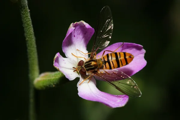 La mosca de abeja en la flor —  Fotos de Stock