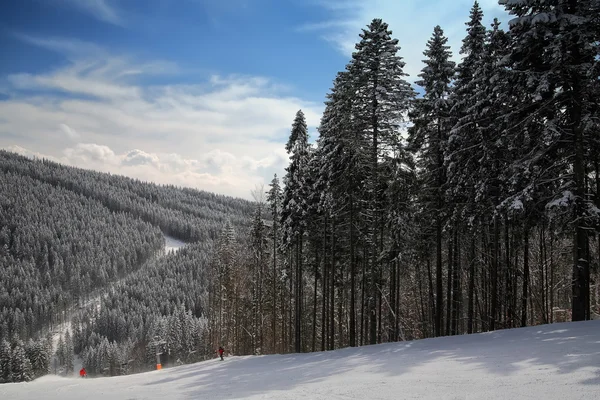 Pine on a mountain slope — Stock Photo, Image