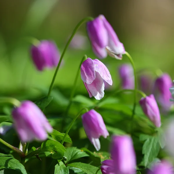 Purple flowers — Stock Photo, Image