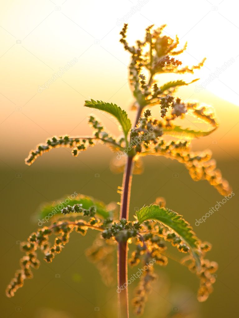 nettle flower at sunset