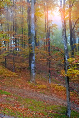 Dağlarda sonbahar ormanı
