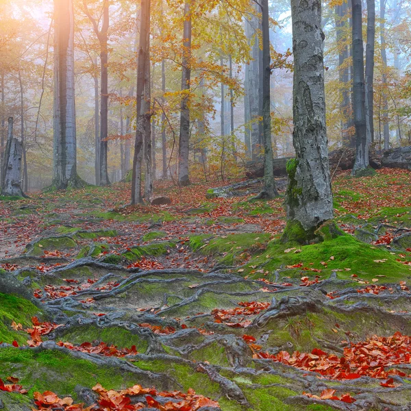 Осенний лес и корни деревьев в горах — стоковое фото