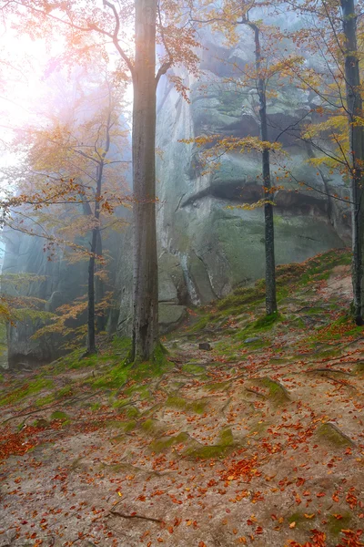 Jesienny las w górach — Zdjęcie stockowe