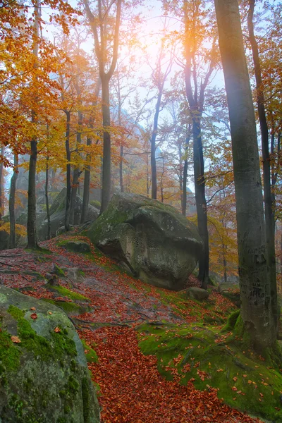 Autumn forest in the mountains — Stock Photo, Image