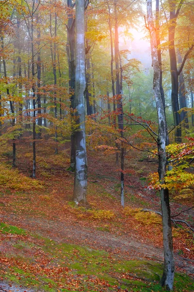 Forêt d'automne dans les montagnes — Photo