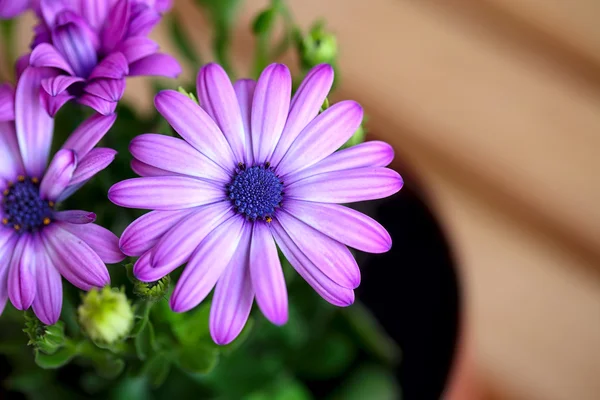 テキストのためのスペースと美しい紫ヒナギク — ストック写真