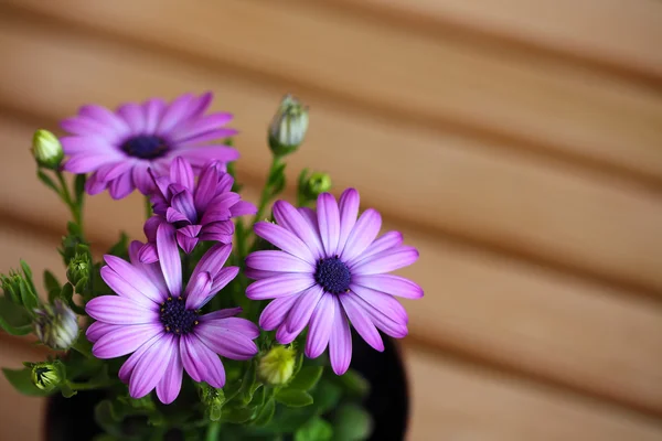 Bellissime margherite viola con spazio per testo — Foto Stock