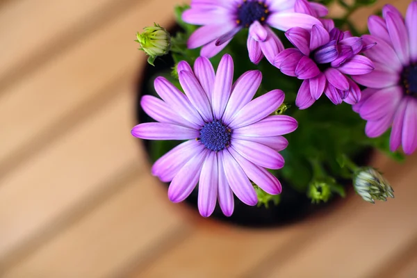 Mooie paarse madeliefjes met ruimte voor tekst — Stockfoto