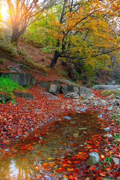 Floresta de outono nas montanhas — Fotografia de Stock