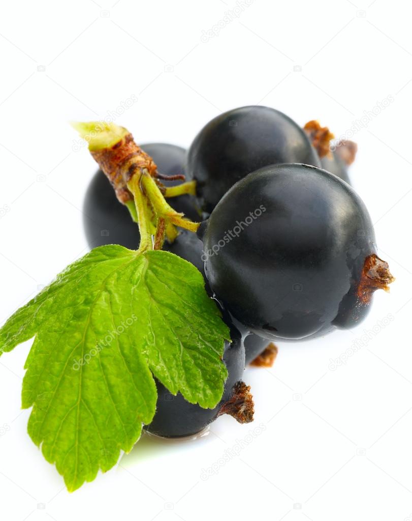 black currant on a white background