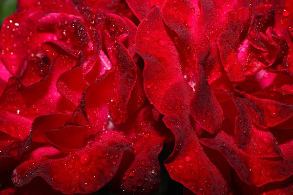 Drops of water on the rose — Stock Photo, Image
