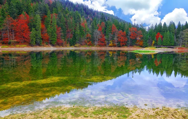 Az őszi erdő festői tó — Stock Fotó