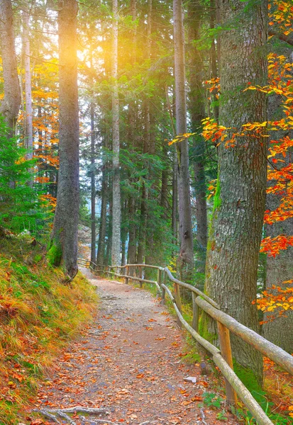 Autumn forest in the mountains — Stock Photo, Image