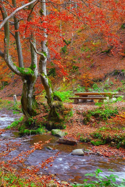 Autumn forest in the mountains — Stock Photo, Image