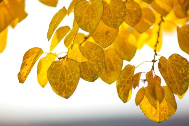 Autumn yellow leaves of poplar clipart