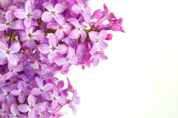 Syringa em um fundo branco — Fotografia de Stock