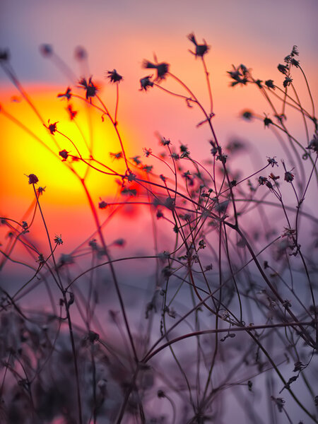 Dry flowers on a background sunset