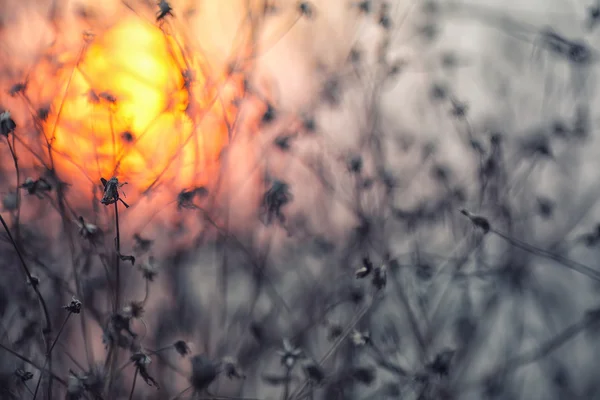 Trockene Blumen auf einem Hintergrund Sonnenuntergang — Stockfoto