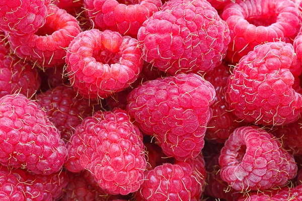 Red Raspberries Stock Photo