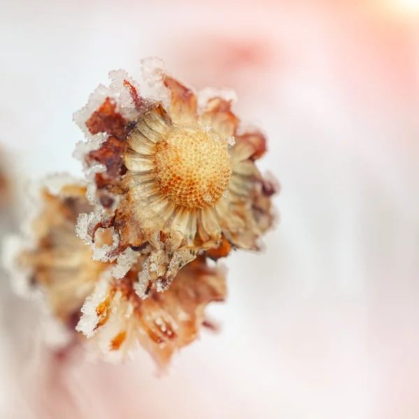 Frozen chrysanthemum at sunset — Stock Photo, Image
