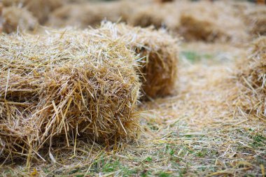haystacks shoot at shallow depth of field