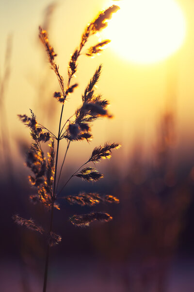 Winter Plant Silhouette at sunset