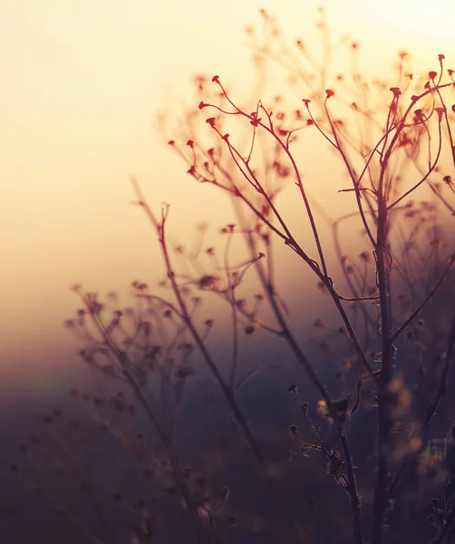 Winterliche Pflanzensilhouette bei Sonnenuntergang — Stockfoto