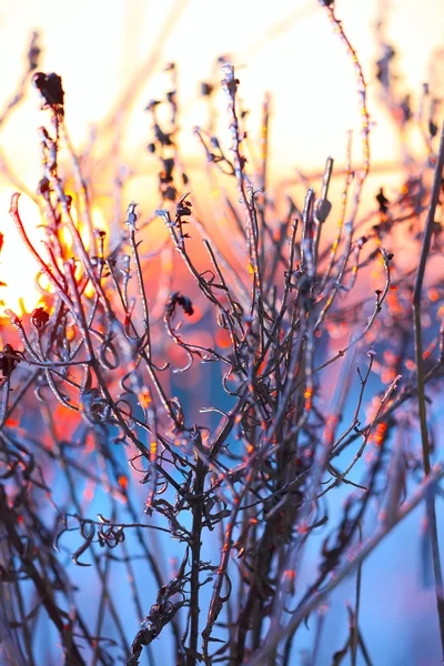 Plants in the frost at sunset — Stock Photo, Image
