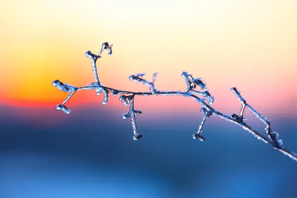 Frozen plant at sunset — Stock Photo, Image