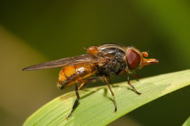 bir bıçak çimen makro meyve sineği