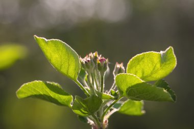 elma çiçekleri yaprakları güneş ışığı ile