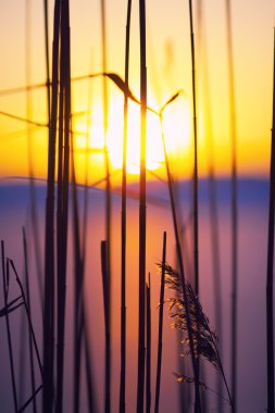 Silhouette kuru çiçekler ve bitkiler üzerinde arka plan günbatımı