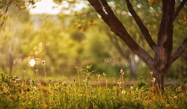 Tramonto in giardino e bokeh di lusso — Foto Stock