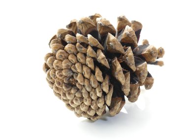 Beyaz arkaplanda çam kozalağı