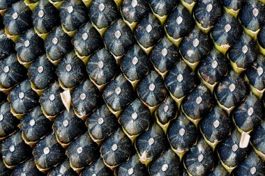 Ayçiçeği olgun tohum