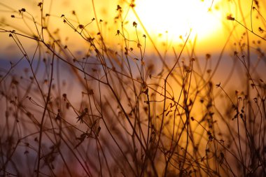 Silhouette kuru çiçekler ve bitkiler üzerinde arka plan günbatımı