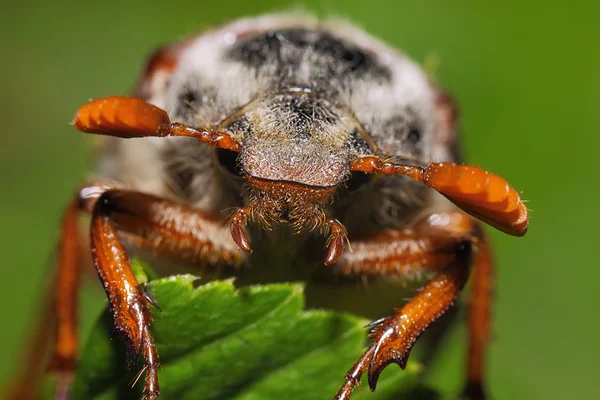 Cockchafer — 스톡 사진