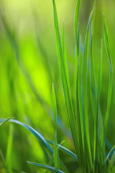 Fresh spring grass — Stock Photo, Image