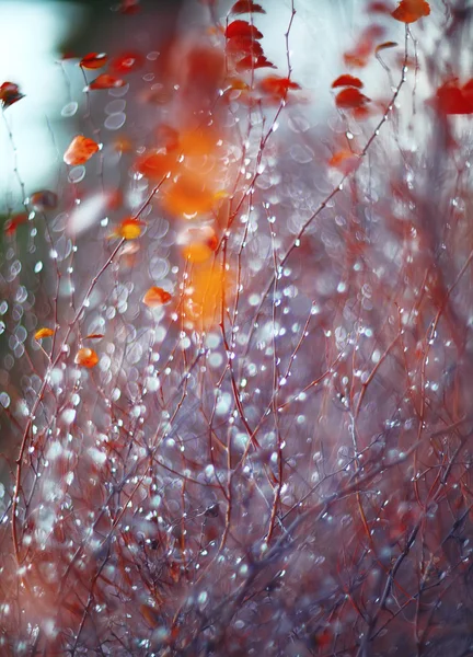 Фон с ветками и каплями дождя — стоковое фото