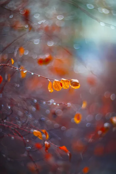 Фон с ветвями листьев и капель дождя — стоковое фото