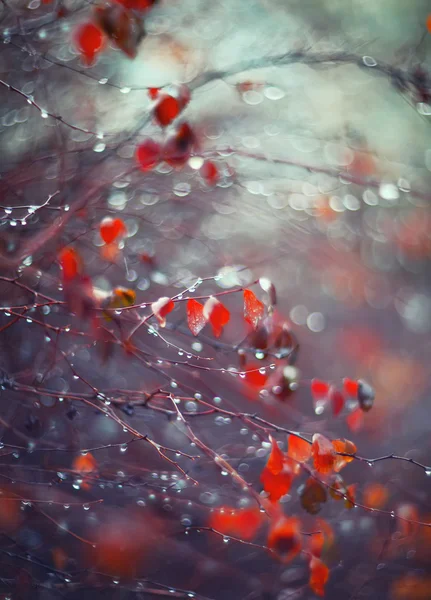 Фон с ветвями листьев и капель дождя — стоковое фото