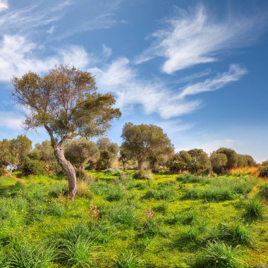 Gündüz vakti Cape Milazzo 'daki çiçek açan zeytin bahçesinin olağanüstü manzarası. Mekan: Sicilya Adası, Milazzo Burnu, İtalya, Avrupa, Tyrhenian Denizi.