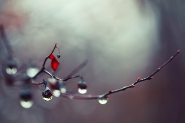 Yağmur damlaları dal