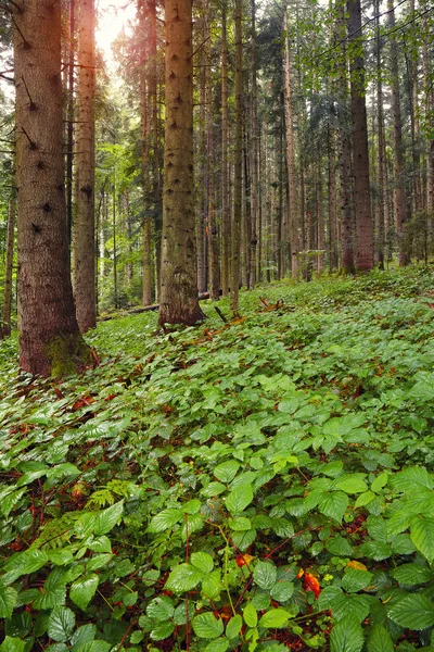 Brambles w lesie na brzasku ranny — Zdjęcie stockowe