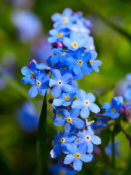 Unutma beni çiçekleri.